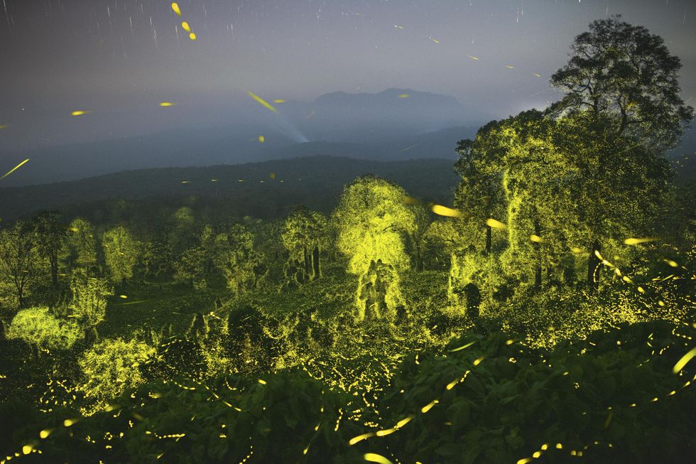 Bioluminescent fireflies