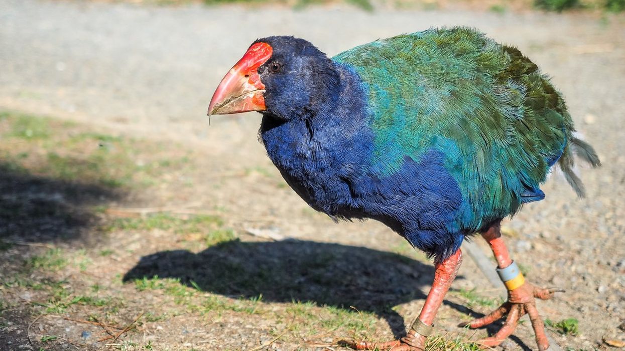 Bird once thought to be extinct returns to the wild
