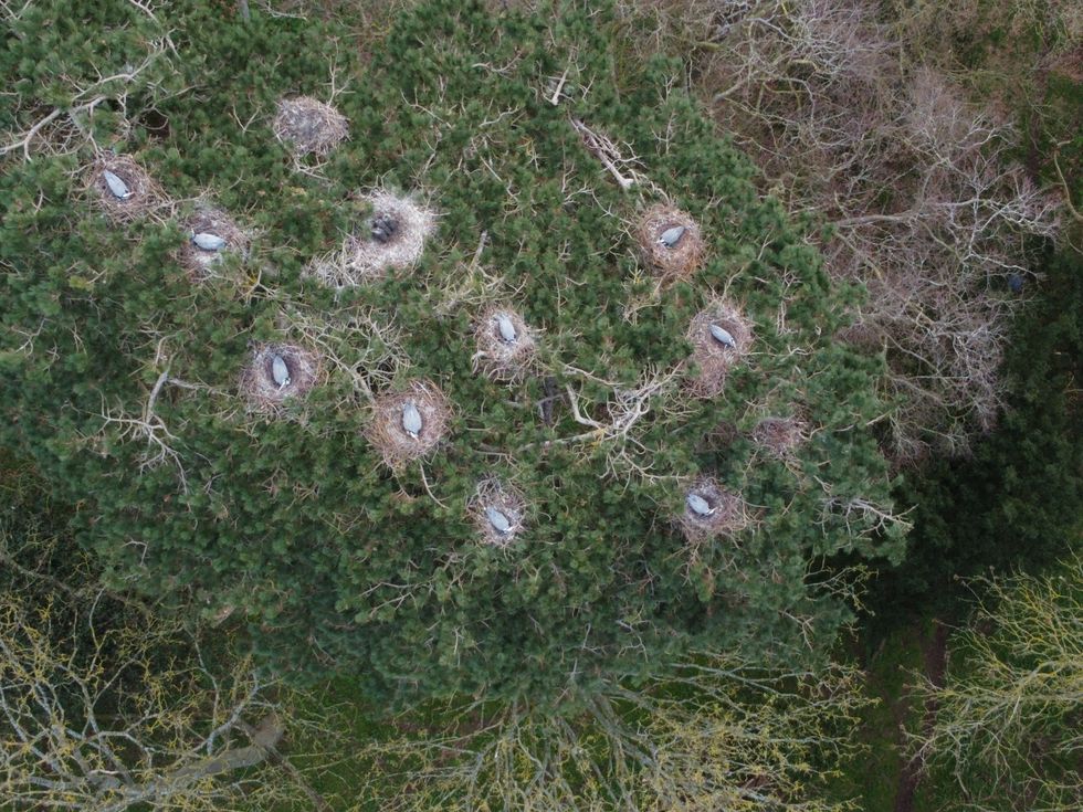 Drone gives bird’s eye view of heronry and reveals more nests than expected