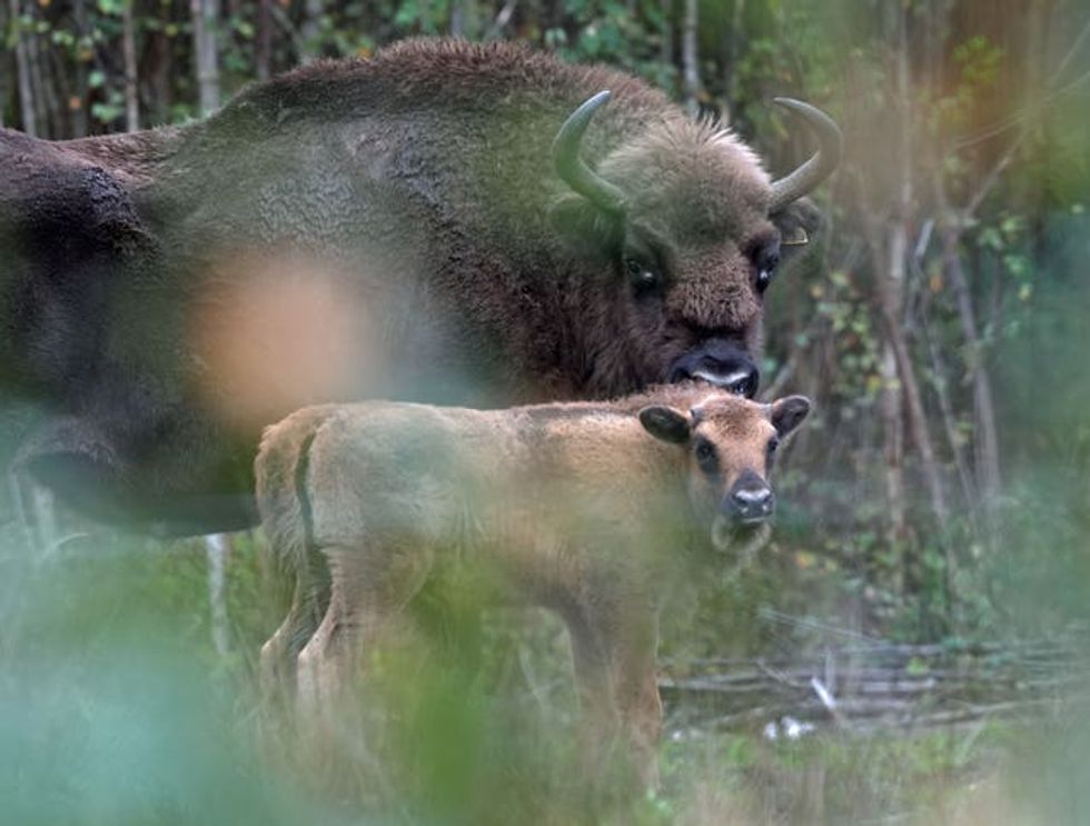 Bison calf stands with its mother