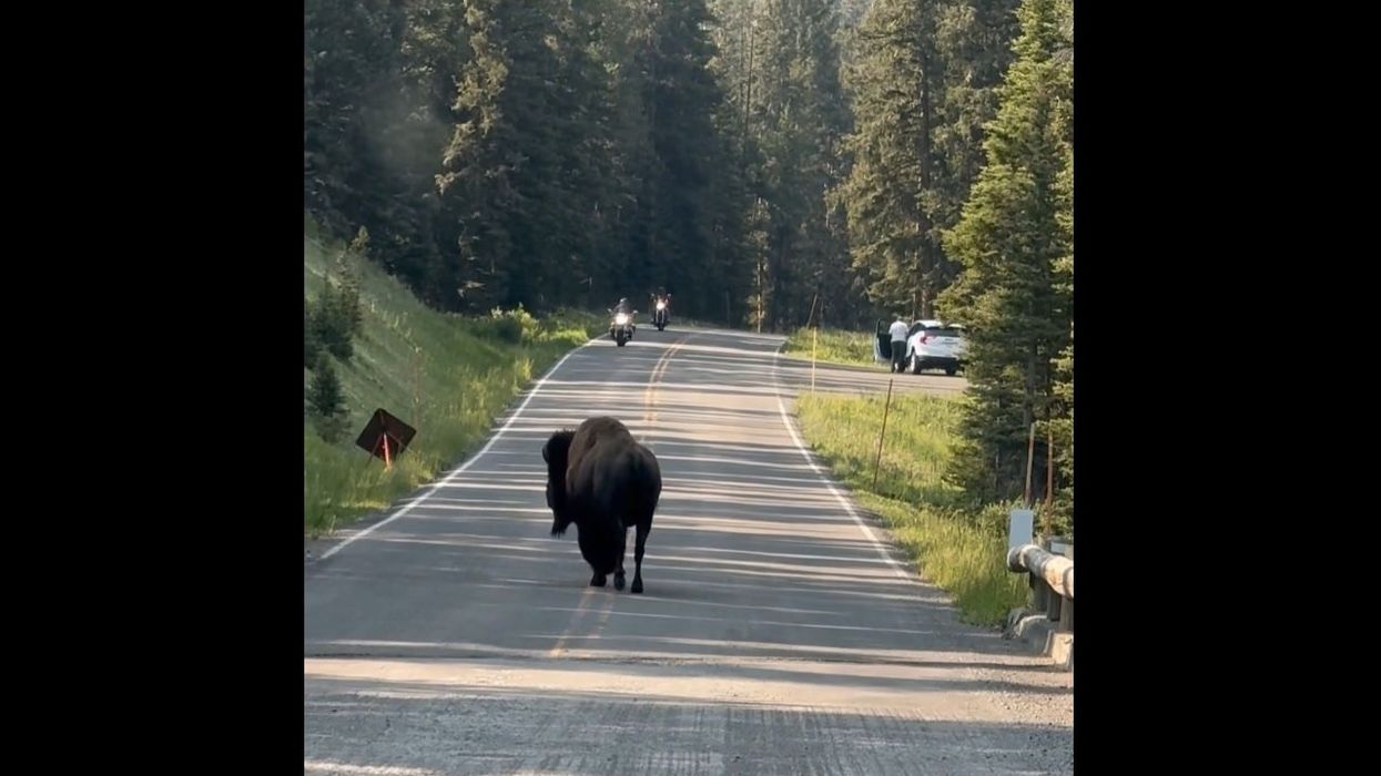 Missing cat in Yellowstone National Park returns home after travelling 800 miles in three months