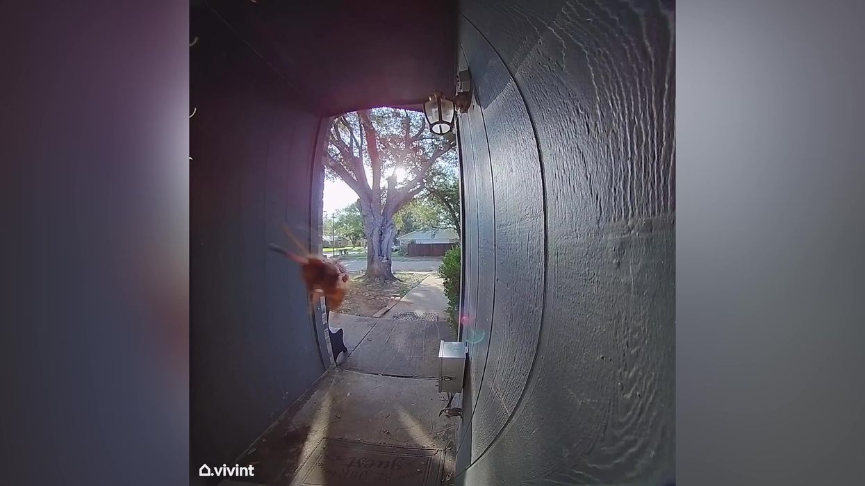Watch the bizarre moment wasp 'rings' doorbell camera