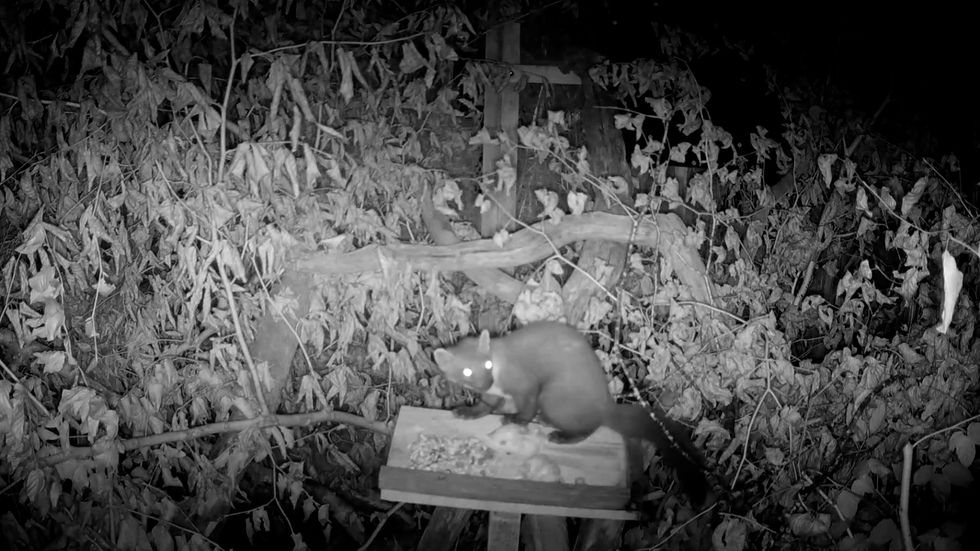 Black and white night image of pine marten eating a nut mix on a feeding table