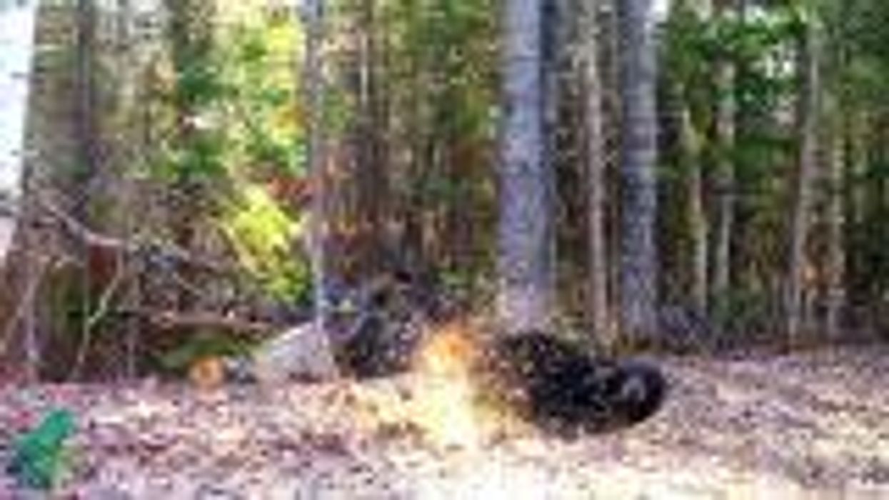 One-in-million 'spirit bear' killed shortly after being spotted