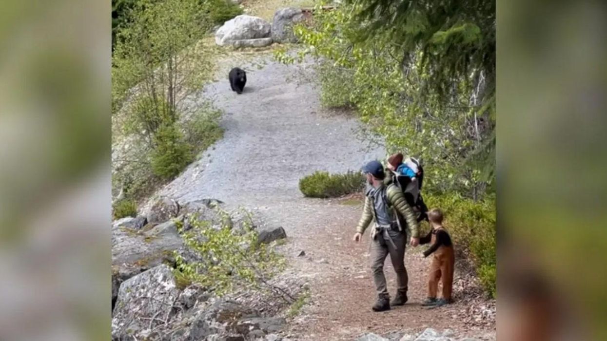 Terrifying moment black bear stalks family during hiking trip