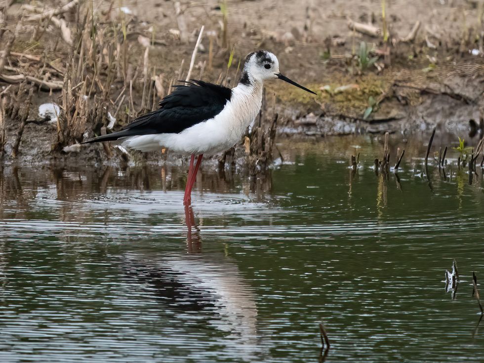 Rare black-winged stilt chicks hatch at nature reserve in first for Yorkshire