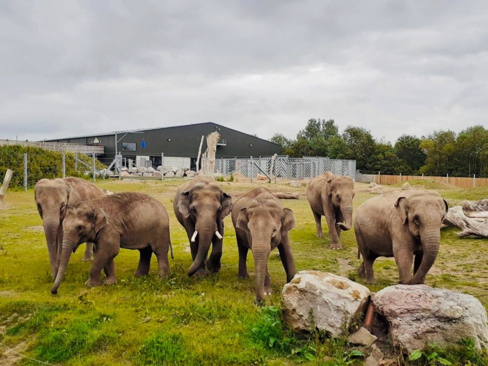 Blackpool Zoo collecting glittery female elephant poo to determine pregnancy