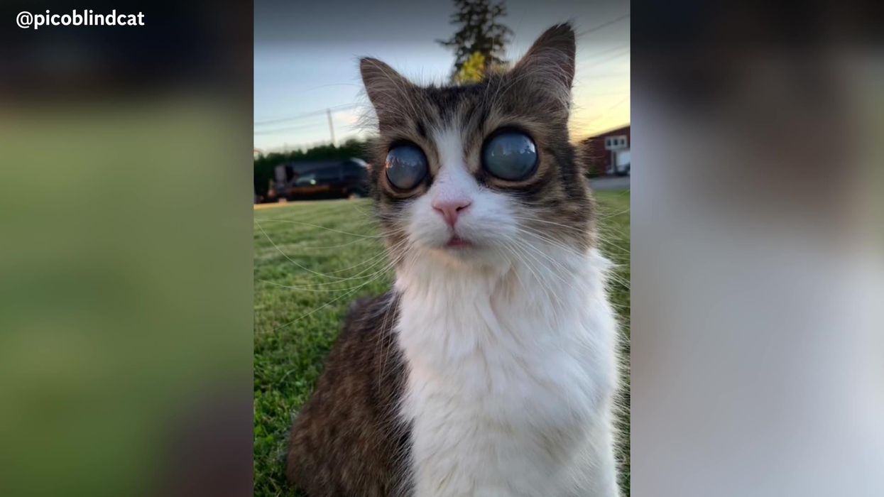 Blind cat with ‘cosmic Moon’ eyes stuns the internet