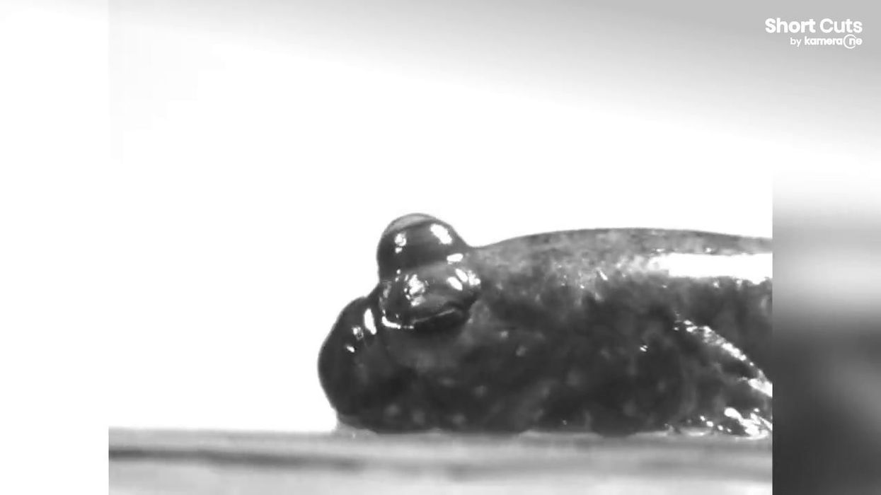 Fish hold a long-kept secret about the main function of your eyes