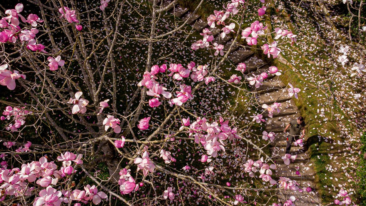 Blossom Watch campaign