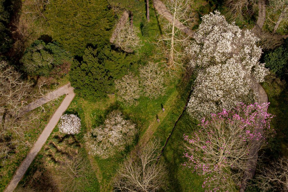 Blossom Watch campaign