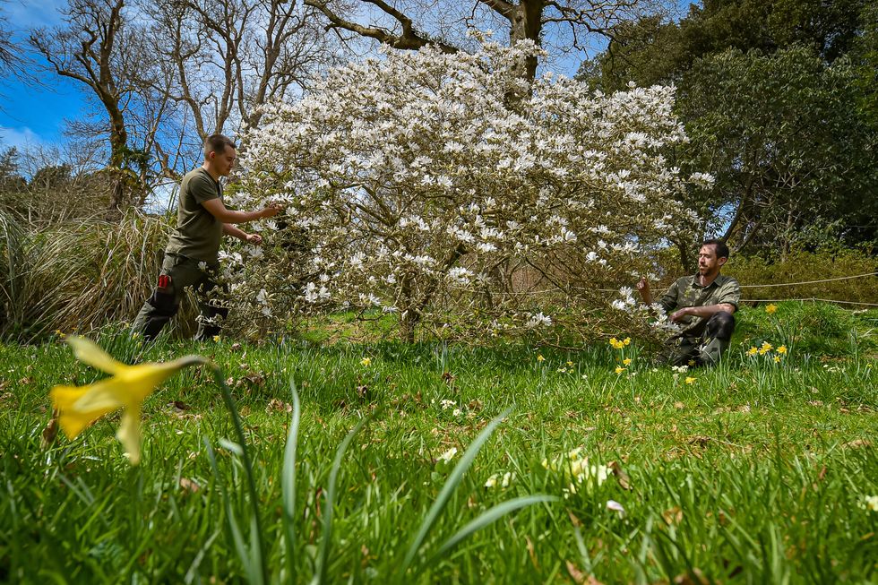 Blossom Watch campaign