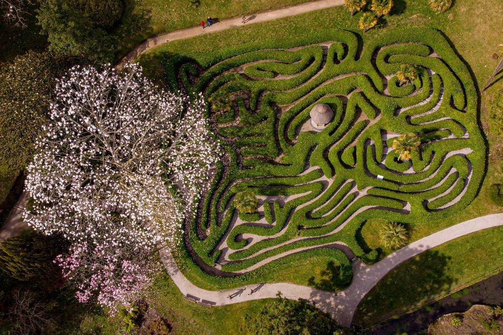 Blossom Watch campaign