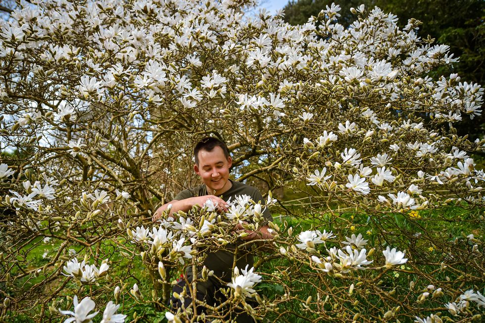 Blossom Watch campaign