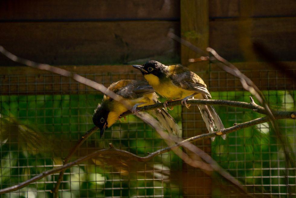 blue crowned laughing thrush chicks in the fledgling aviary