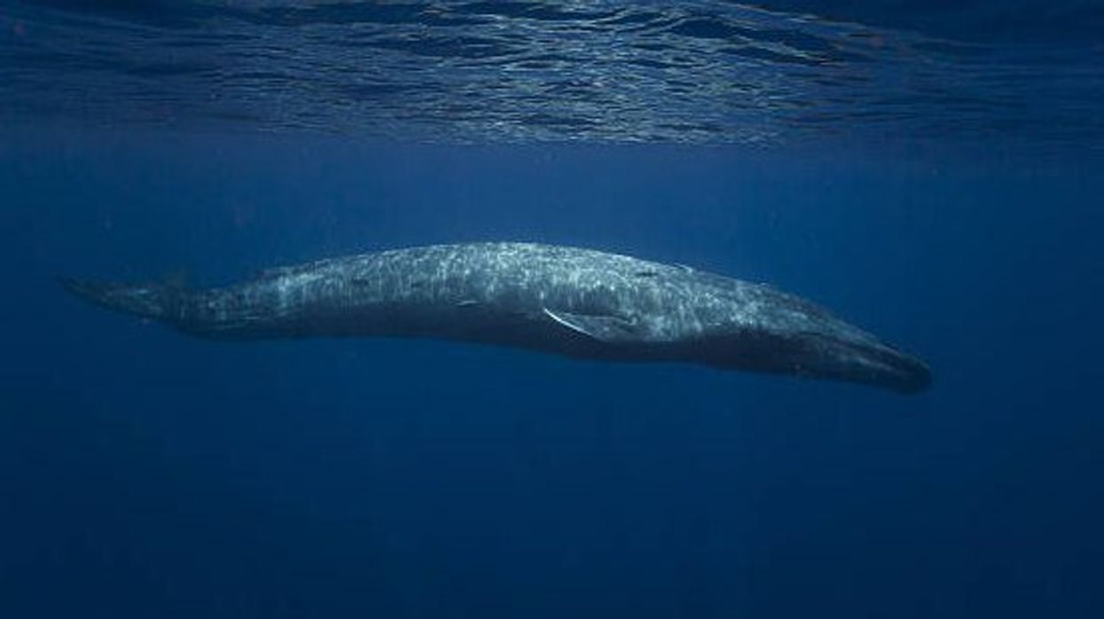 Blue Whales have begun mating with much smaller sea creatures