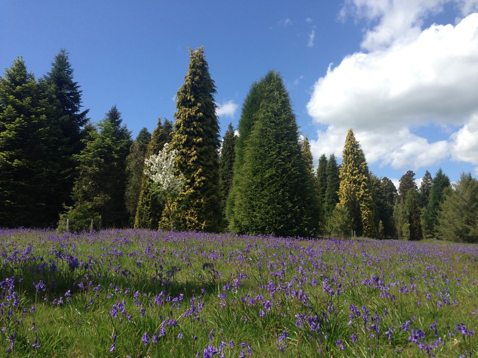 Bluebells in open ground with conifers in the background at Bedgebury pinetum (Forestry England/PA)