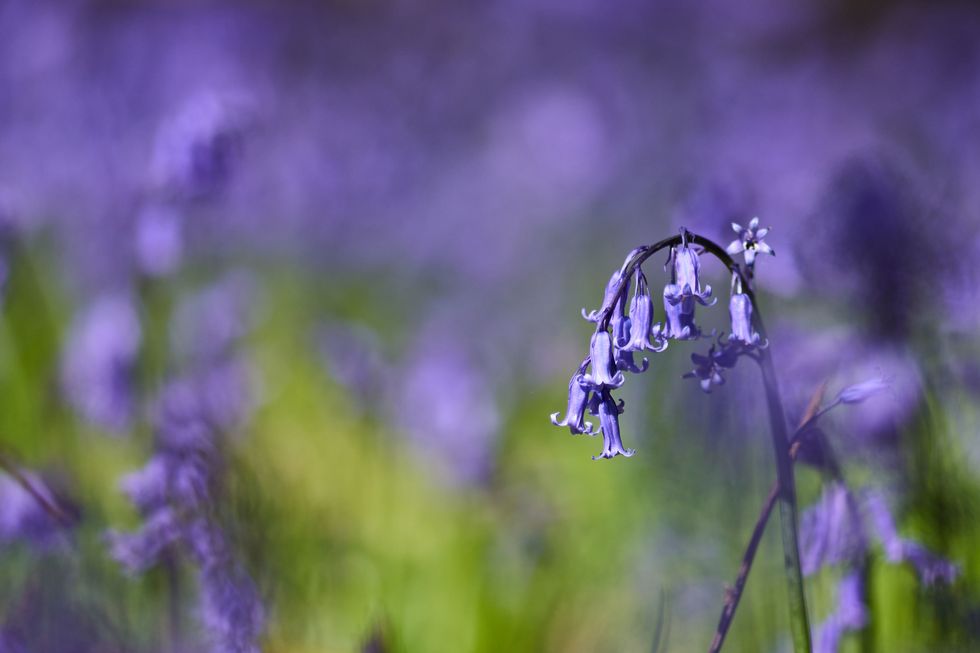 Mild winter and spring likely to bring bluebells out early – Forestry England