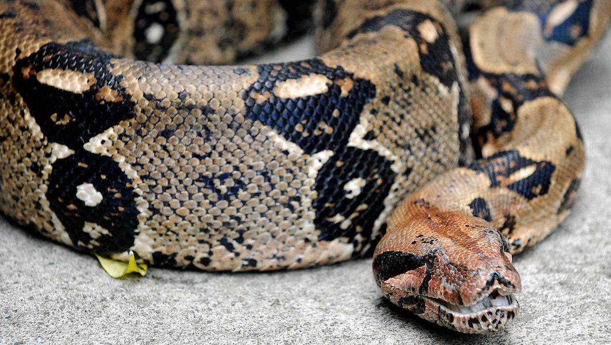 Boa constrictors, anacondas and some other pythons are thought to cut off the blood supply of prey