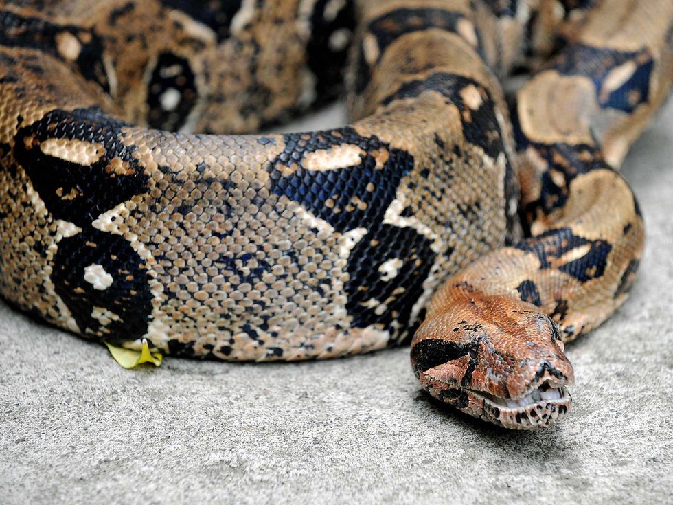 Boa constrictors, anacondas and some other pythons are thought to cut off the blood supply of prey