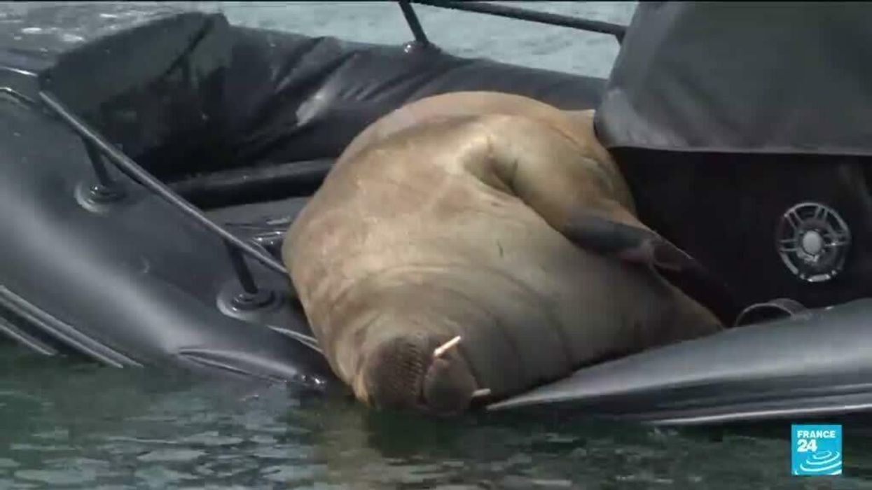 Young walrus euthanised because public wouldn't keep away from her