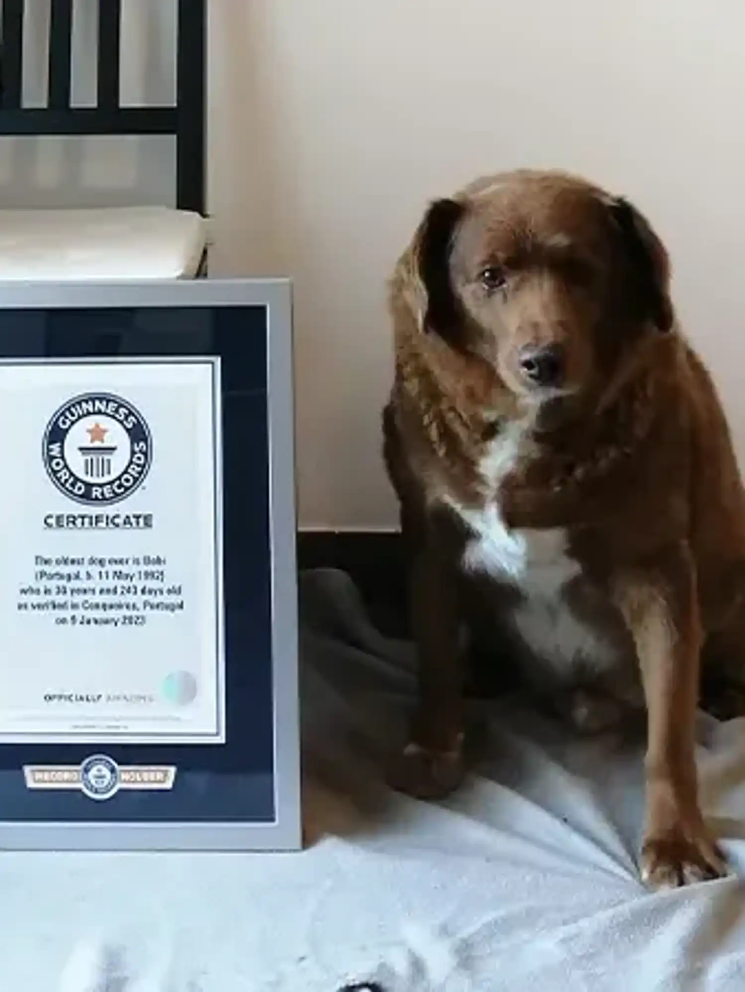 Oldest dog ever, Bobi, dies aged 31