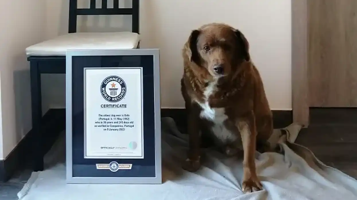 Oldest dog ever, Bobi, dies aged 31