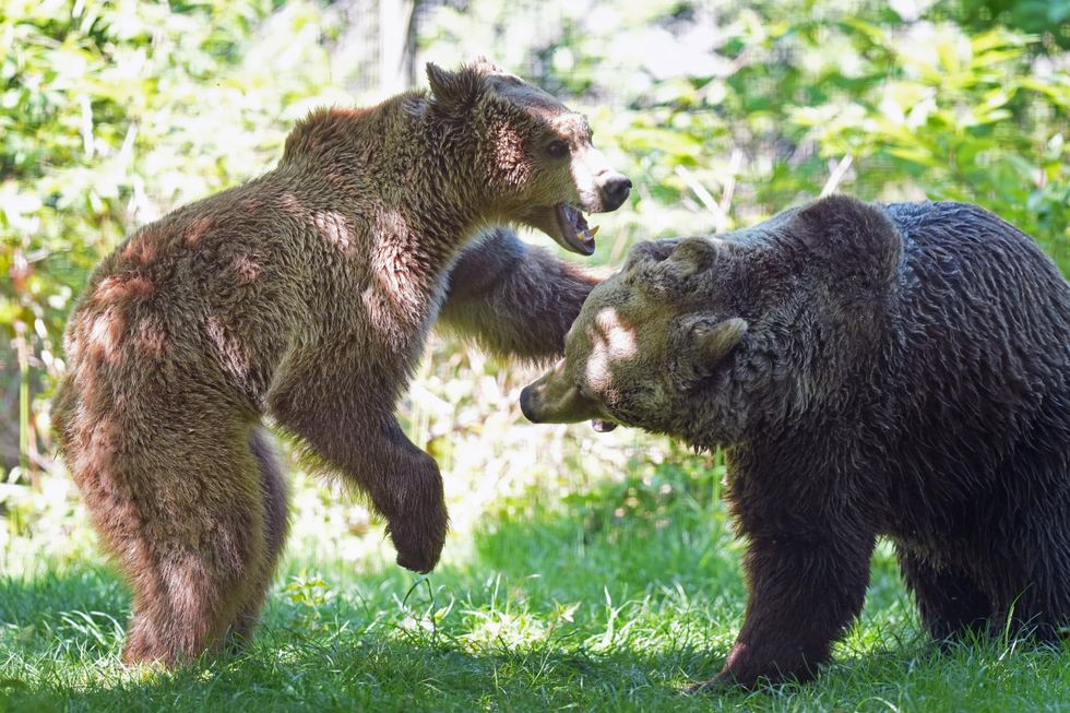 Boki the Bear rejoins playmates after life-saving brain surgery