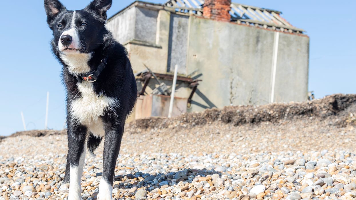 Border collie Sweep
