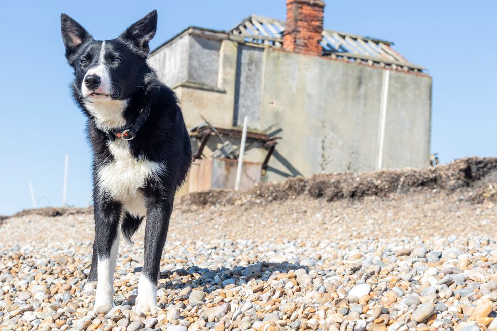 Border collie Sweep