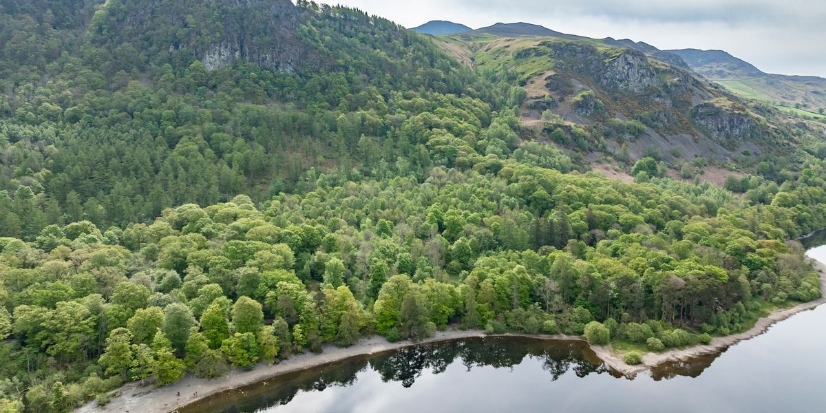 Rare English rainforest to become protected nature reserve | indy100