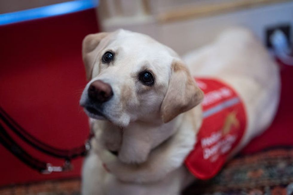Bowel Cancer Medical Detection Dog Jodie