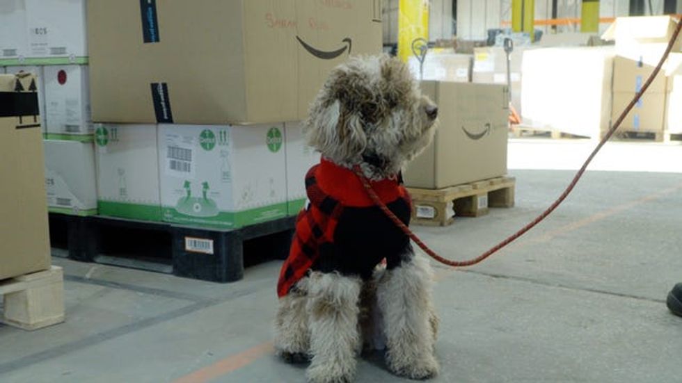 Bowie the labradoodle puppy helps bring Christmas cheer
