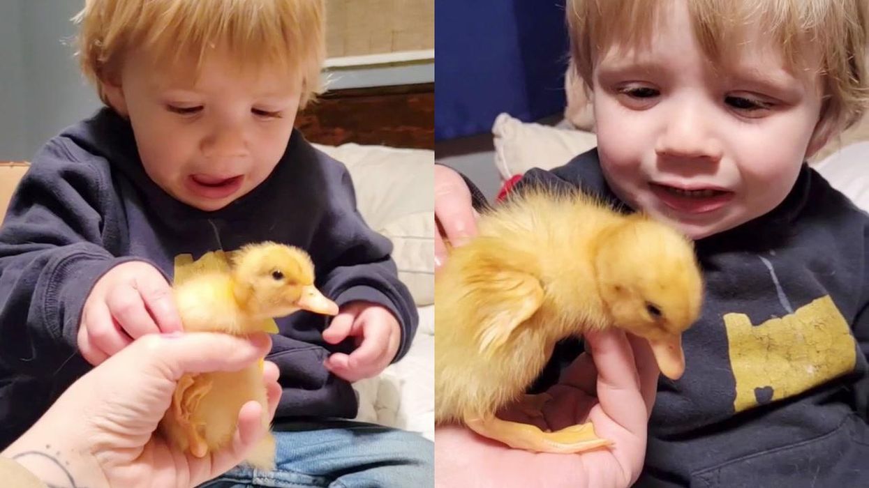 Toddler has adorable first-ever encounter with a baby duck