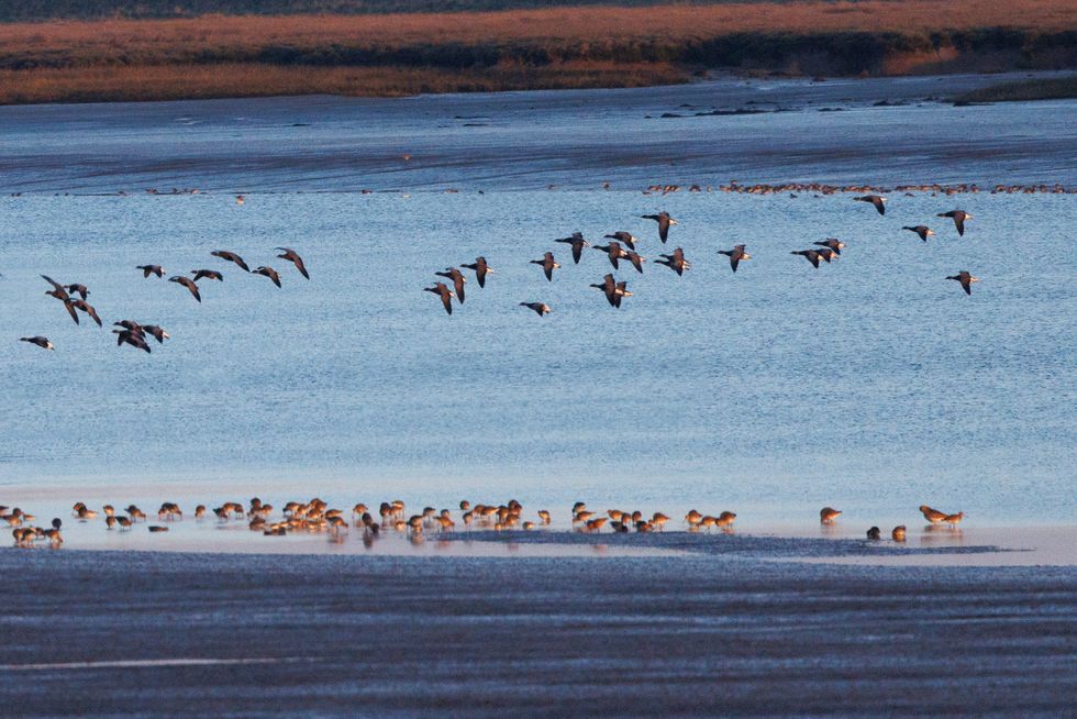 Brent geese and dunlins at Northey Island in Essex. (National Trust/ PA)