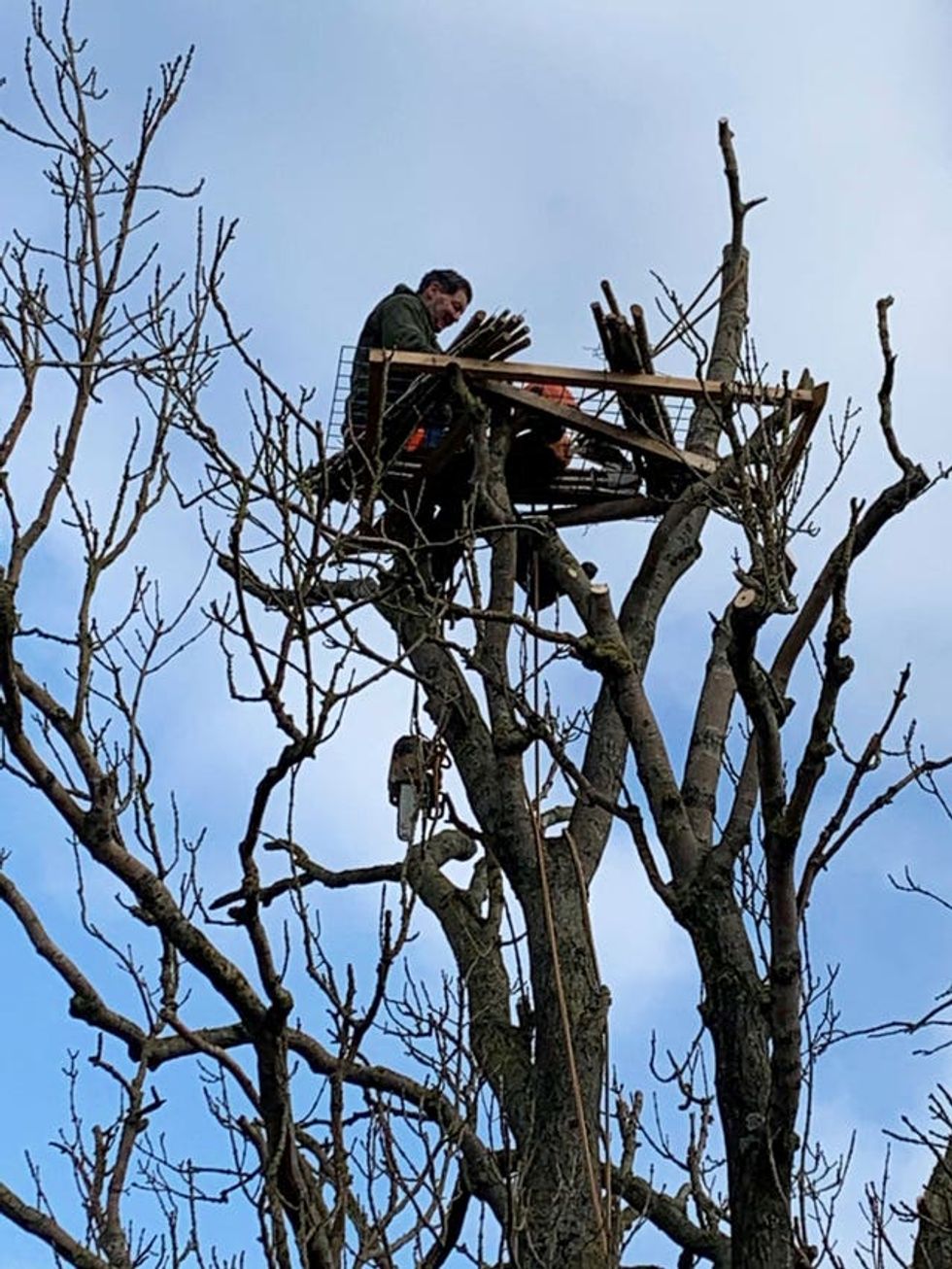 Brian Towers building a nest platform