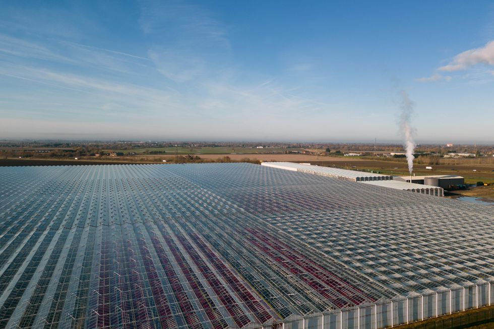 Bridge Farm Group, based in Spalding, Lincolnshire, is one of the UK\u2019s biggest growers of poinsettias and\u00a0now cultivates more than a million per year. (Joe Giddens/ PA)