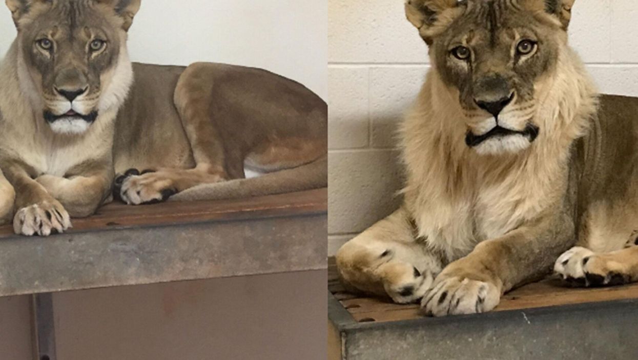 Bridget the lioness began growing the unusual facial hair last year