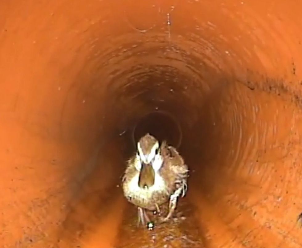 Sewer workers ‘quack’ case of the blocked pipe as duck found roaming underground