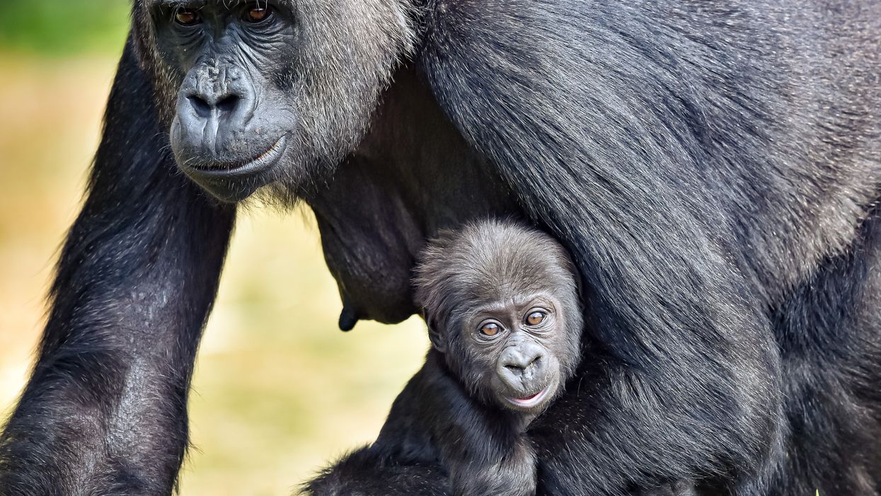 Bristol Zoo's baby western lowland gorilla has been named Juni after his parents, Jock and Touni (Ben Birchall/PA).