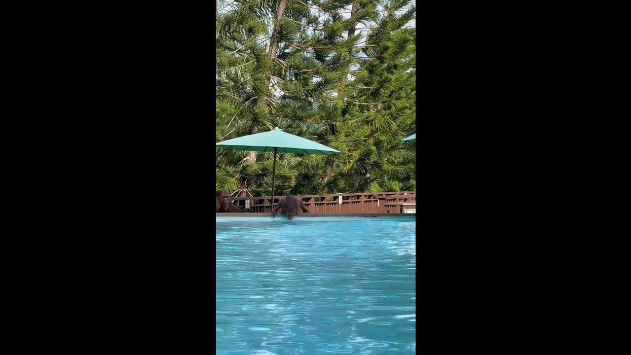 TikToker gets kicked out of pool in Thailand by this cheeky animal