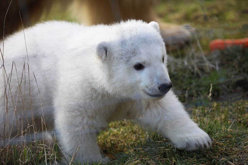 Meet Brodie: Name of polar bear cub born at Highlands wildlife park is revealed