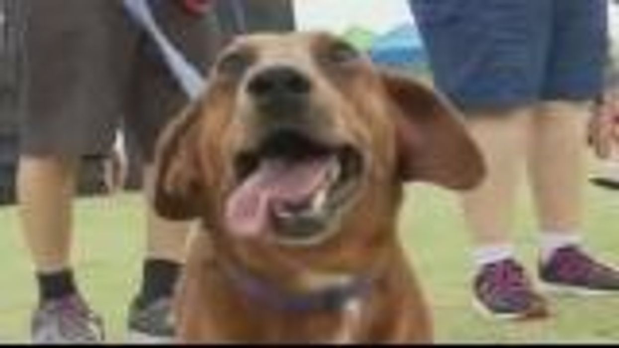 Adorable annual sausage dog race returns after two year hiatus