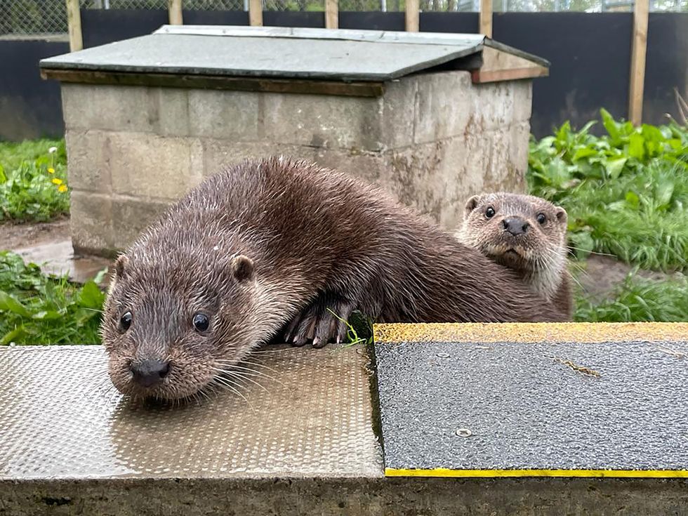 Buddy and Holly were rescued by the RSPCA in spring 2020 when the cubs were separated from their mothers during bad weather (RSPCA/PA)