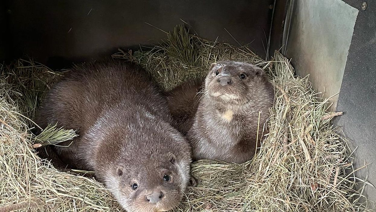 Buddy and Holly were rescued by the RSPCA in spring 2020 when the cubs were separated from their mothers during bad weather (RSPCA/PA)