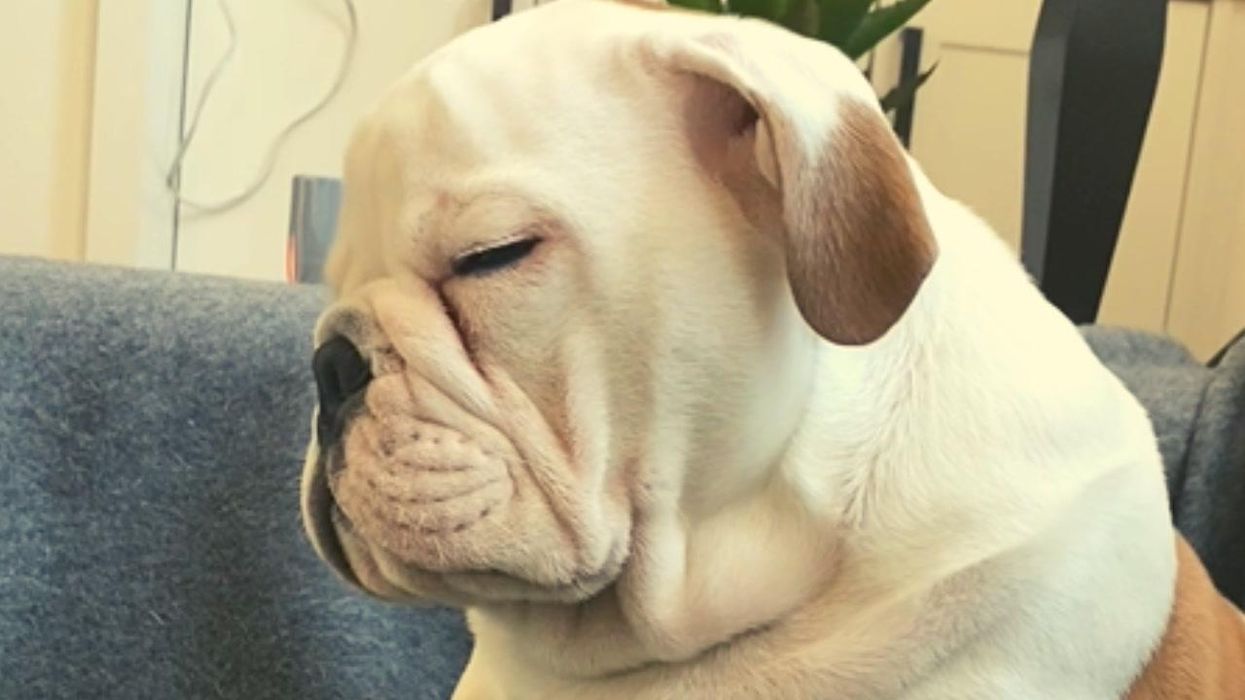 Bulldog puppy fights to keep himself from falling asleep and it's too cute