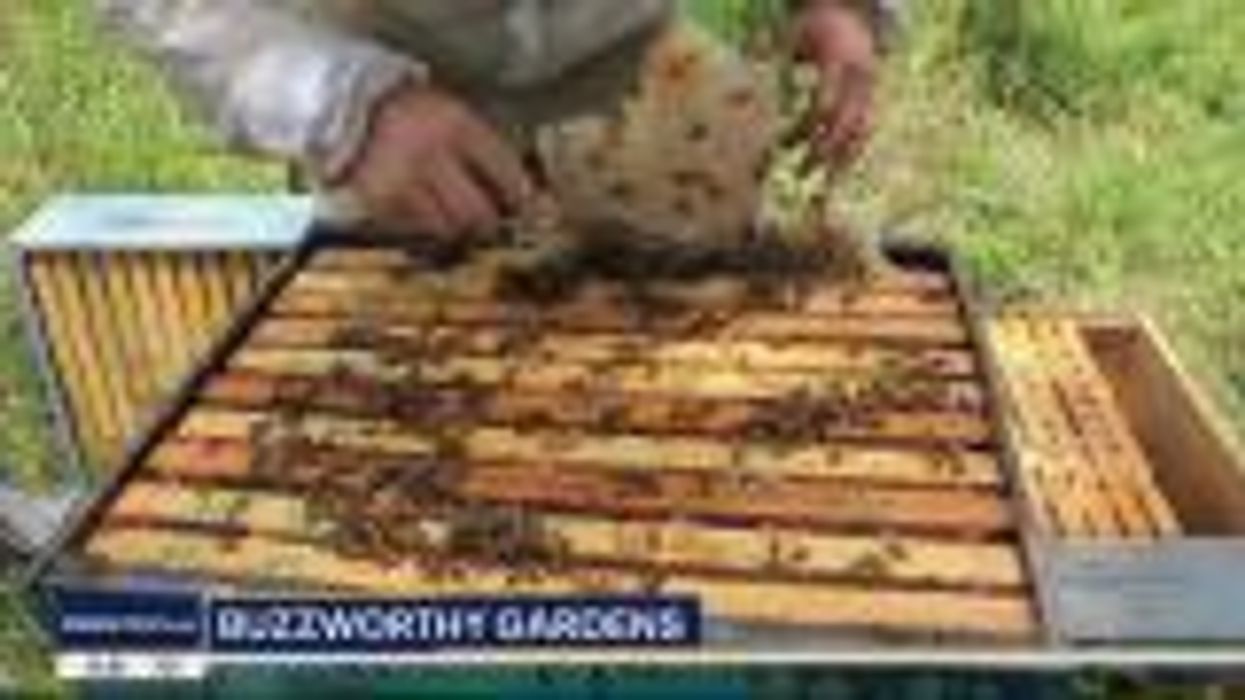 What is the TikTok ‘honey spell’ and how can it be 'dangerous'?