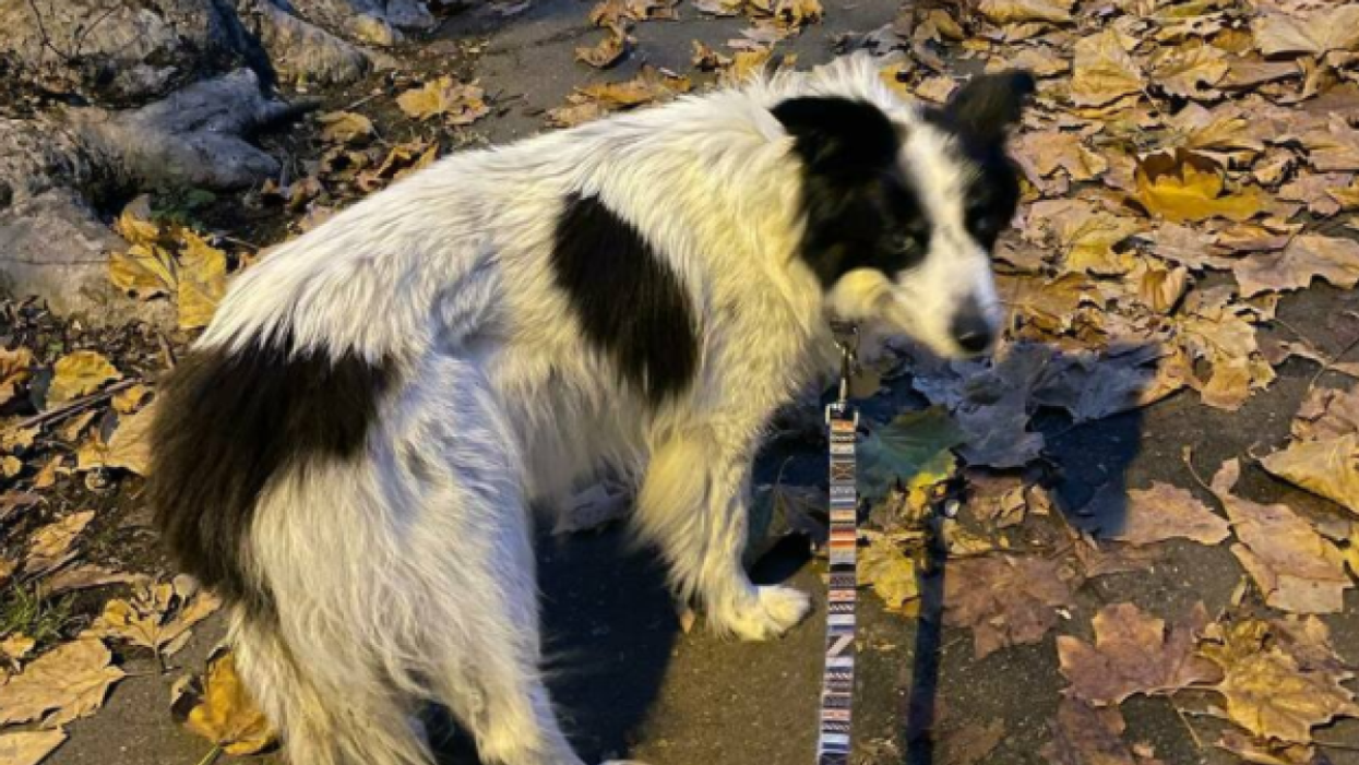 Cabbage was found by Friday evening when a man spotted four dogs left on the road in Park Royal (Rory Cellan-Jones/PA)