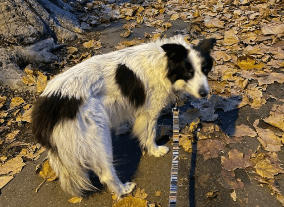 Cabbage was found by Friday evening when a man spotted four dogs left on the road in Park Royal (Rory Cellan-Jones/PA)