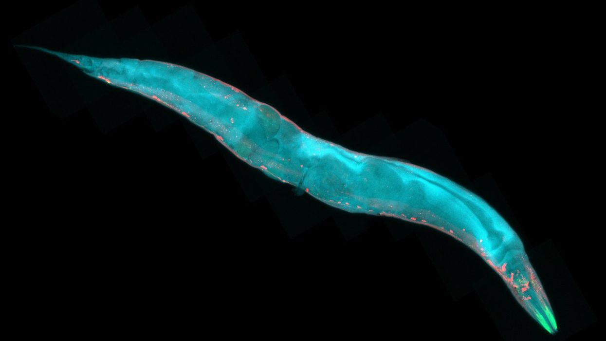 Study suggests even basic worms can experience human-like emotions